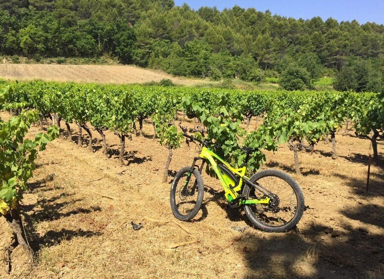 Picture 4 for Activity Luberon: Goult Vineyard Bike Tour