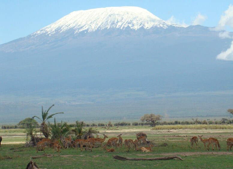 Picture 2 for Activity 13 Days Kilimanjaro, Serengeti, Ngorongoro, Tarangire Safari