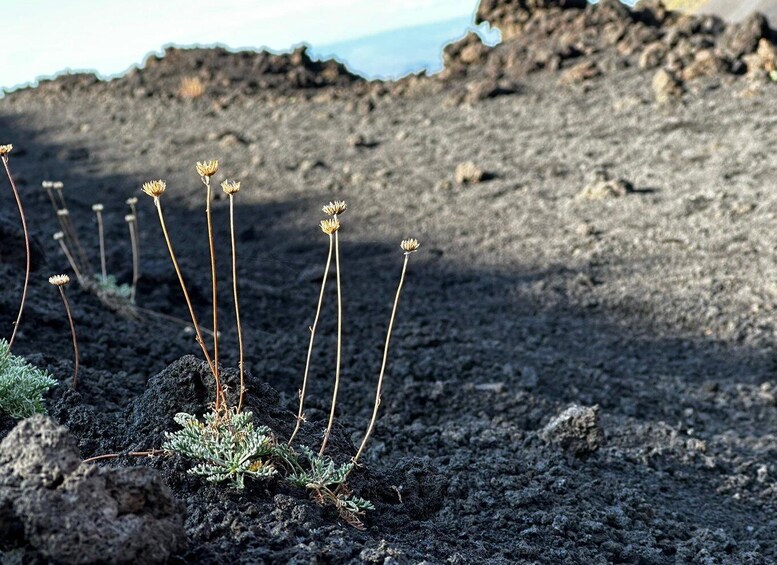 Picture 9 for Activity Catania: Etna Morning or Sunset Trek with Lava Tunnel & Gear