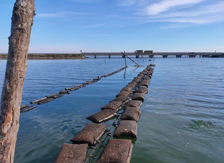 Chioggia: discover aquaculture techniques in a typical boat