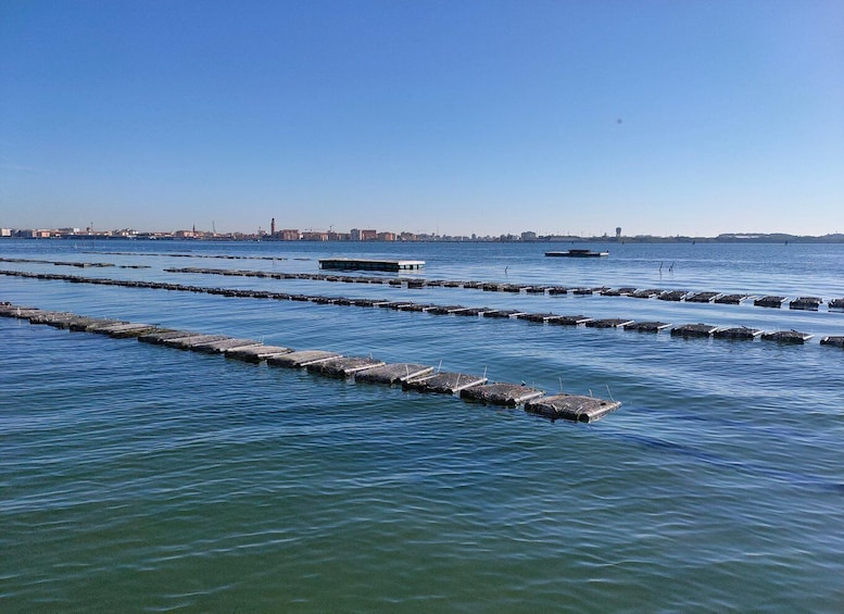 Picture 2 for Activity Chioggia: discover aquaculture techniques in a typical boat