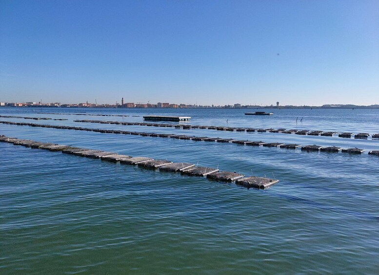 Picture 2 for Activity Chioggia: discover aquaculture techniques in a typical boat