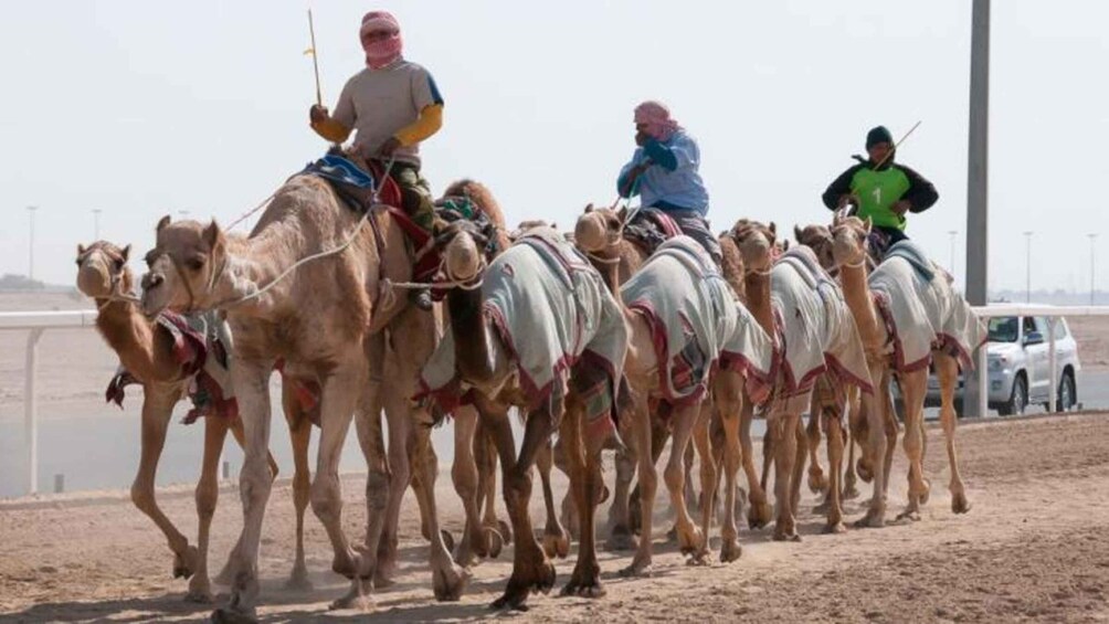 Picture 1 for Activity West Qatar-Doha Richard sierra,camel race,mushroom rock