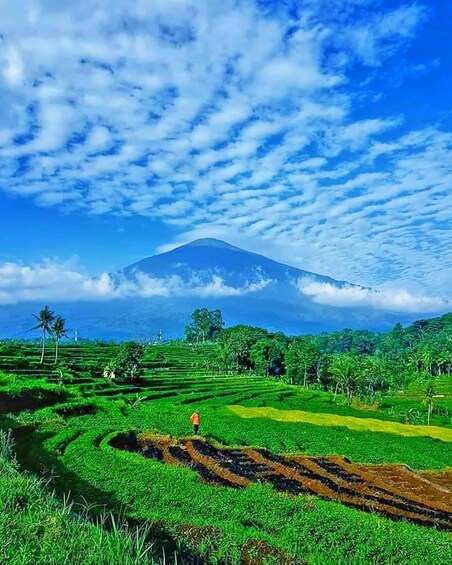 Picture 3 for Activity From Jakarta : Volcano, Tea & Rice Fields, Hot Spring