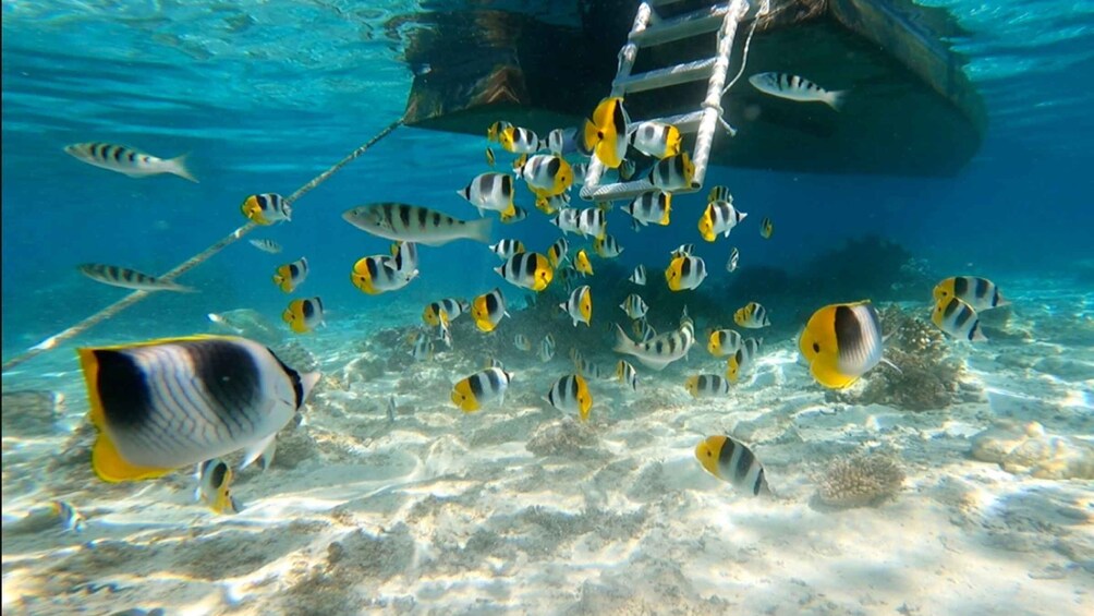Picture 2 for Activity Bora Bora: Private 1/2 day lagoon safari tour