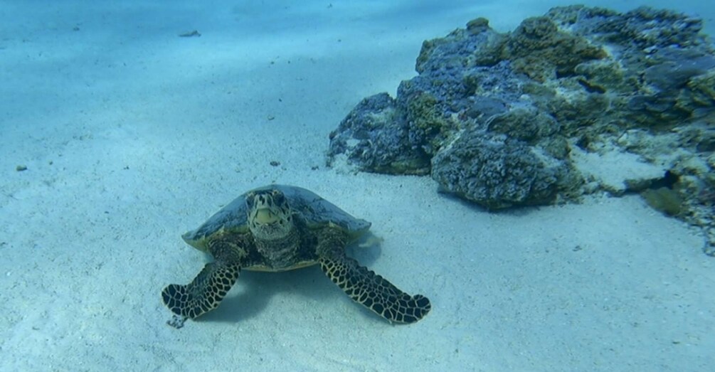 Picture 5 for Activity Bora Bora: Private 1/2 day lagoon safari tour