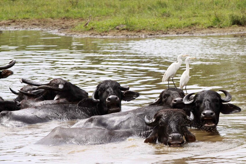 Picture 3 for Activity Wilpattu National Park Safari Tour