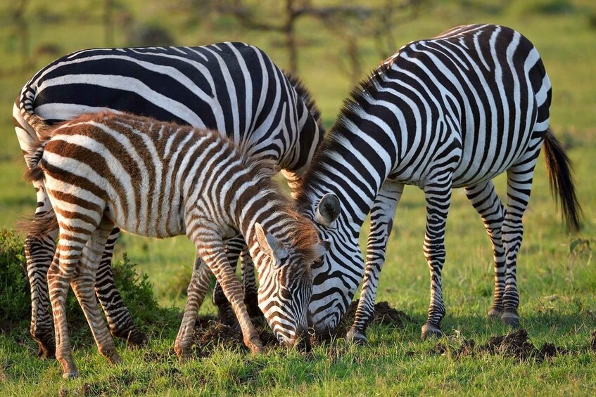 Picture 1 for Activity 3 days 2 nights group joining Safari to Maasai Mara from Nai