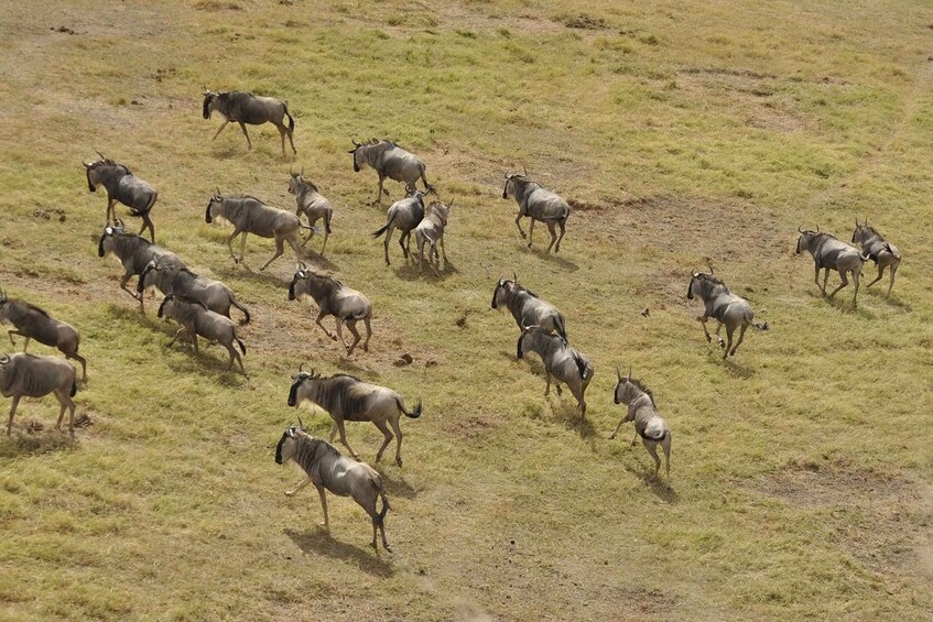 Picture 5 for Activity 3 days 2 nights group joining Safari to Maasai Mara from Nai