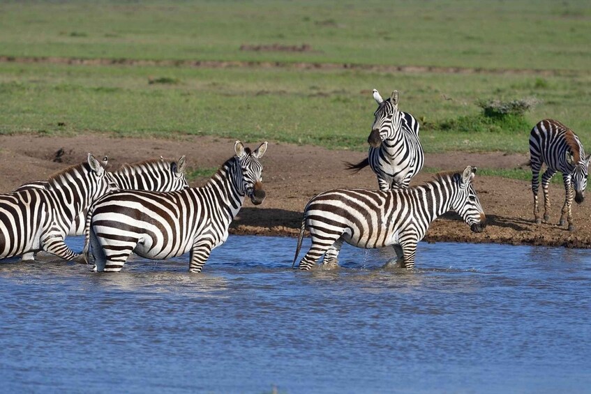 3 days 2 nights group joining Safari to Maasai Mara from Nai