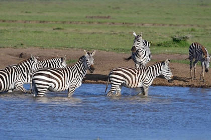 3 days 2 nights group joining Safari to Maasai Mara from Nai