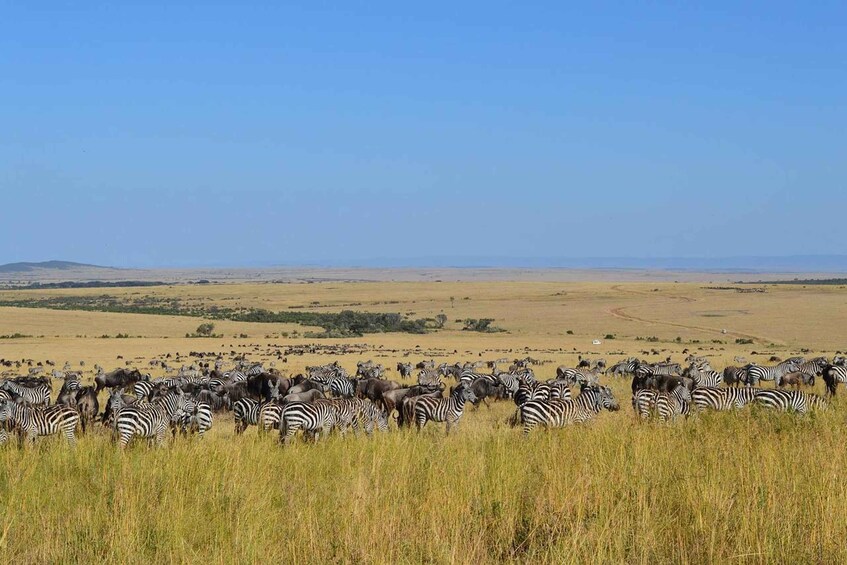 Picture 9 for Activity 3 days 2 nights group joining Safari to Maasai Mara from Nai