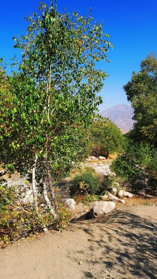 Picture 4 for Activity Undiscovered Tashkent: Gulkam Gorges & Waterfalls