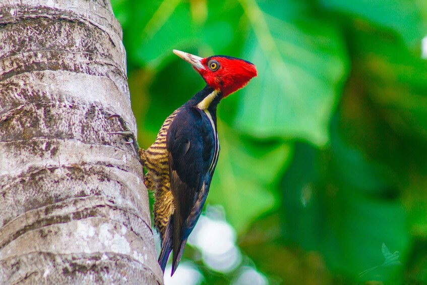 Picture 3 for Activity Monteverde Sunrise + Bird Watching Experience