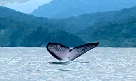 4 päivän seikkailu; Medellin-Nuqui- Whales!!!!