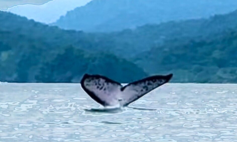 4 Days Adventure; Medellin to Nuqui- Whales!!!