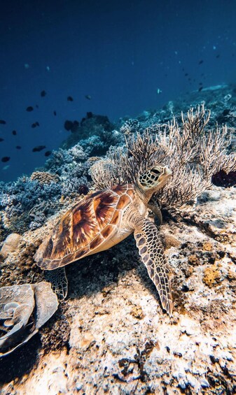 From Gili Air : Sharing/Group Snorkling Trip 3 Island