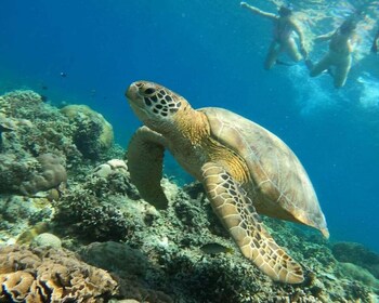 Gili Air : PRAIVATE & SHARING Snorkeling Tour+Gopro Shooting