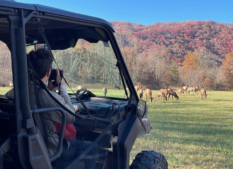 (4 HR) GUIDED Smoky Mountain UTV Eco Elk Adventure