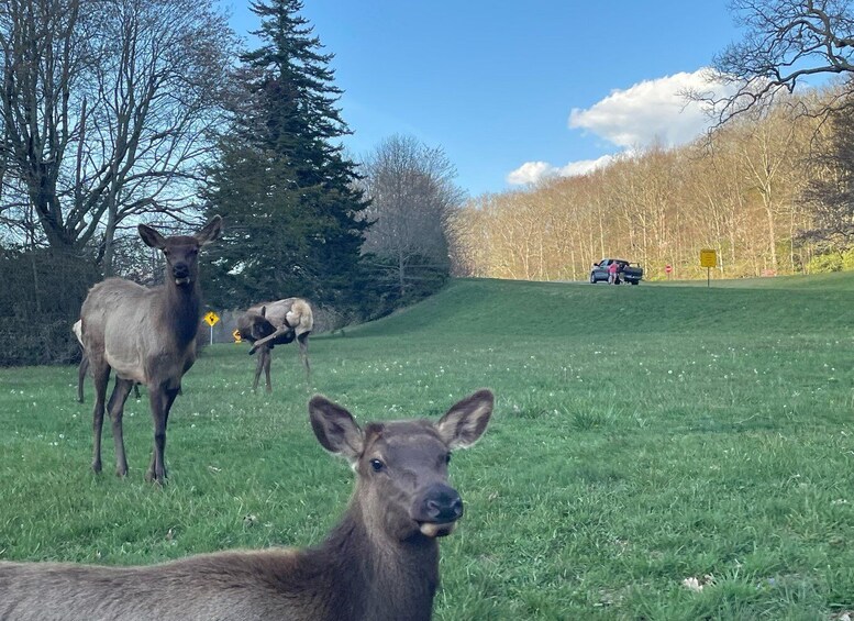 Picture 5 for Activity (4 HR) GUIDED Smoky Mountain UTV Eco Elk Adventure