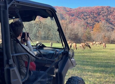 (4 HR) GUIDED Smoky Mountain UTV Eco Elk Adventure