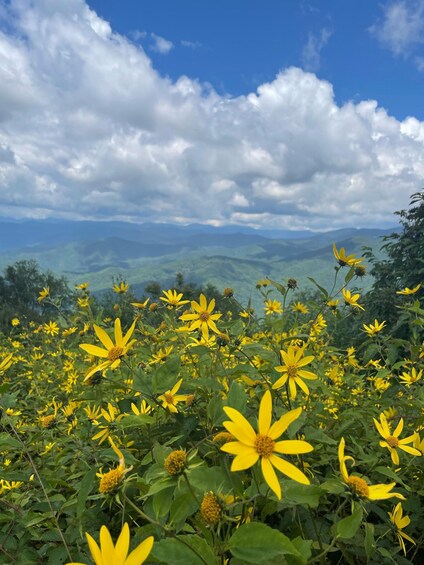 Picture 3 for Activity (4 HR) GUIDED Smoky Mountain UTV Eco Elk Adventure