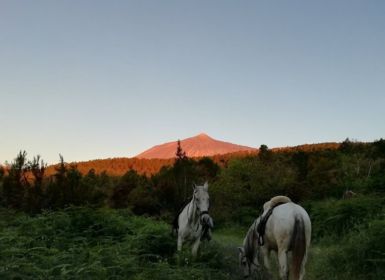 Picture 9 for Activity Tenerife: Guided Horseback Riding Tour to the Lomo Forest