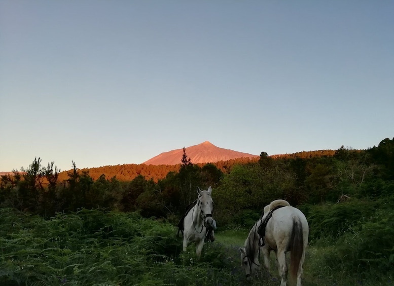 Picture 9 for Activity Tenerife: Guided Horseback Riding Tour to the Lomo Forest