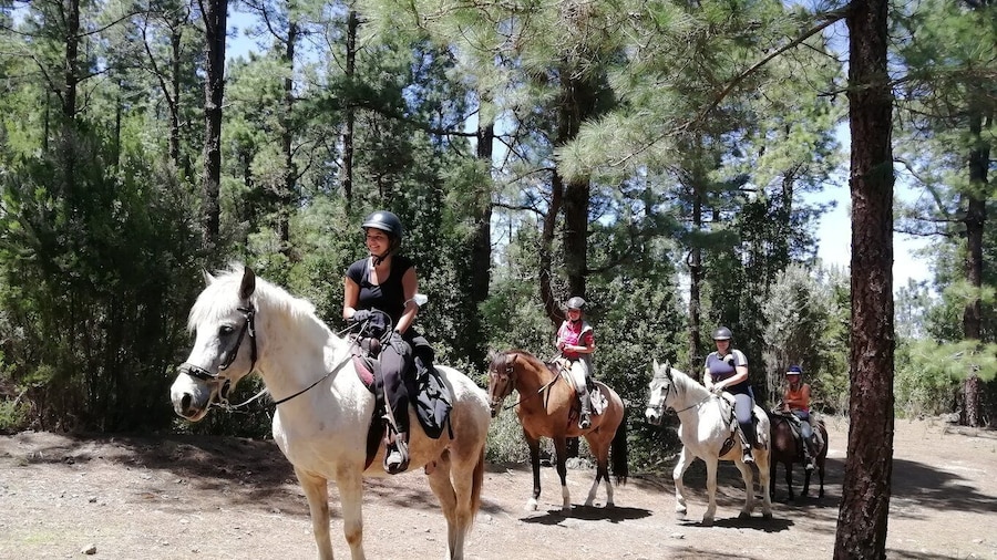 Tenerife: Guided Horseback Riding Tour to the Lomo Forest