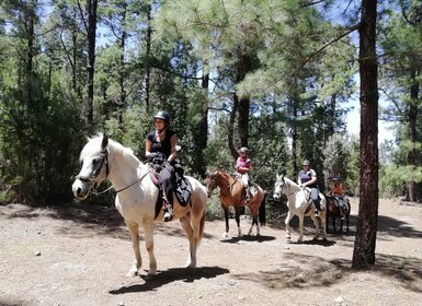 Tenerife: Guided Horseback Riding Tour to the Lomo Forest