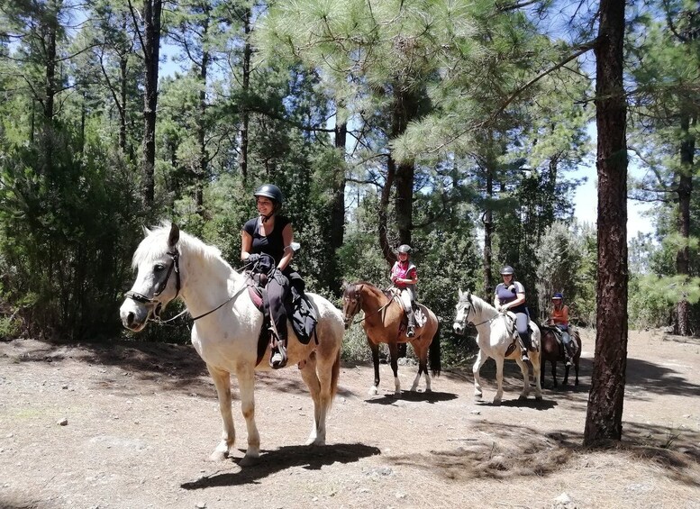 Tenerife: Guided Horseback Riding Tour to the Lomo Forest