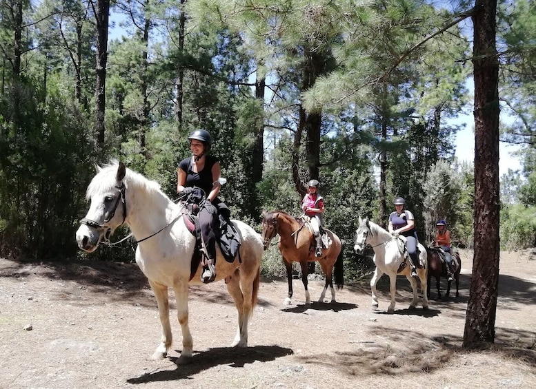 Tenerife: Guided Horseback Riding Tour to the Lomo Forest