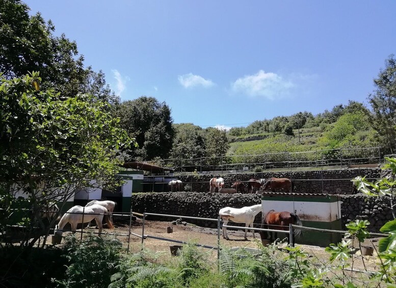 Picture 8 for Activity Tenerife: Guided Horseback Riding Tour to the Lomo Forest