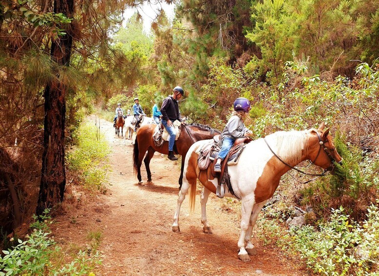 Picture 1 for Activity Tenerife: Guided Horseback Riding Tour to the Lomo Forest