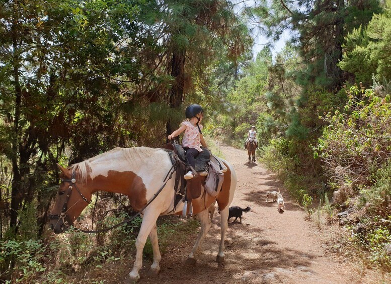 Picture 6 for Activity Tenerife: Guided Horseback Riding Tour to the Lomo Forest