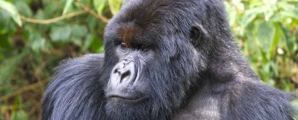 Picture 2 for Activity 3 Days Luxury Gorilla Trekking Uganda