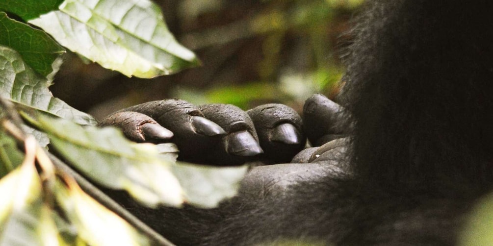 3 Days Luxury Gorilla Trekking Uganda