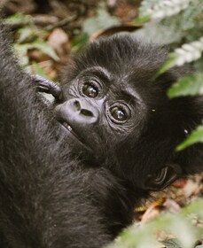 3 Days Luxury Gorilla Trekking Uganda
