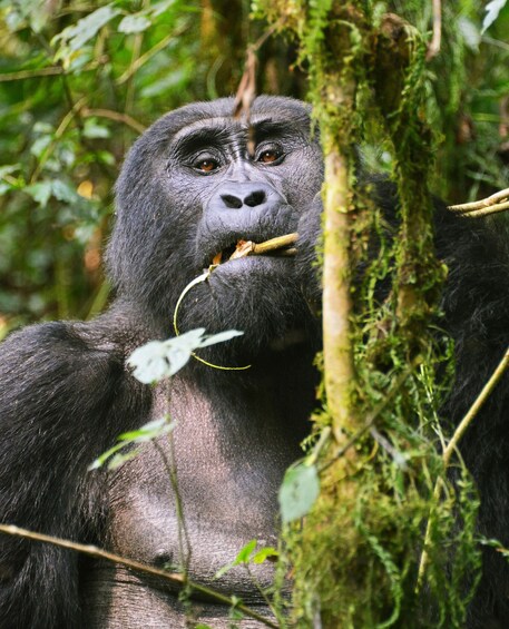 Picture 4 for Activity 3 Days Luxury Gorilla Trekking Uganda