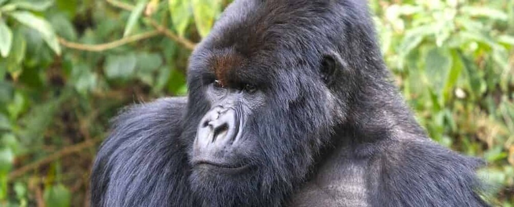 Picture 2 for Activity 3 Days Luxury Gorilla Trekking Uganda