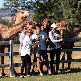 Harrisville: Summer Land Camel Farm Tour with Tasting
