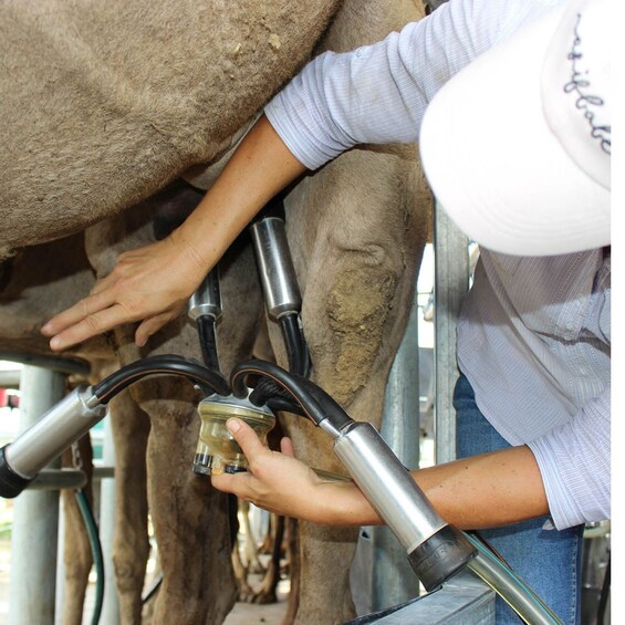 Picture 3 for Activity Harrisville: Summer Land Camel Farm Tour with Tasting