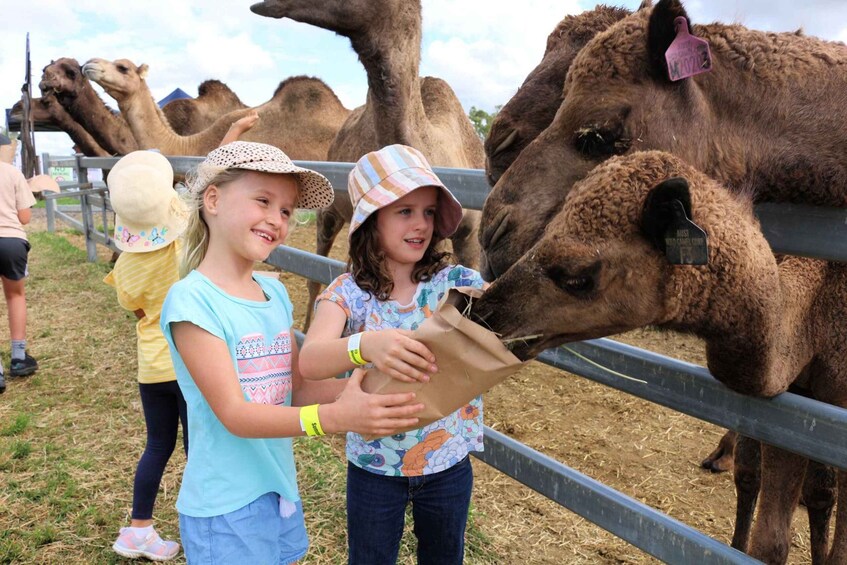 Picture 2 for Activity Harrisville: Summer Land Camel Farm Tour with Tasting