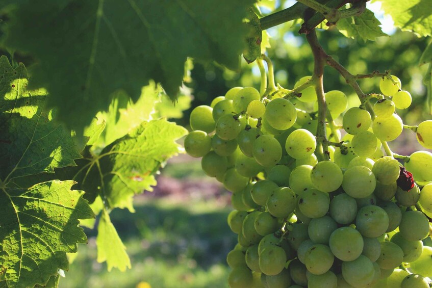 Picture 3 for Activity From Colonia del Sacramento: Carmelo Wine Tasting Tour