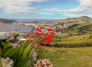 Faial Island: The main attractions on a Half Day Tour