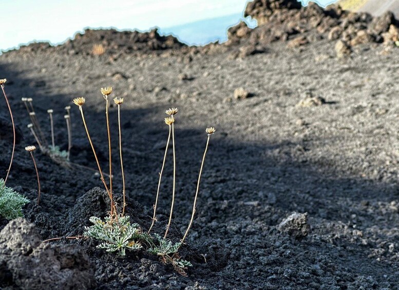 Picture 13 for Activity Etna's Hidden Gems - Trek Valle Bove & Lava Tunnel with Gear