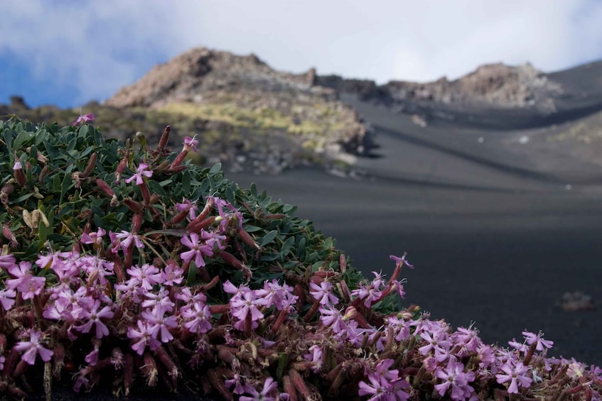 Picture 9 for Activity Etna's Hidden Gems - Trek Valle Bove & Lava Tunnel with Gear