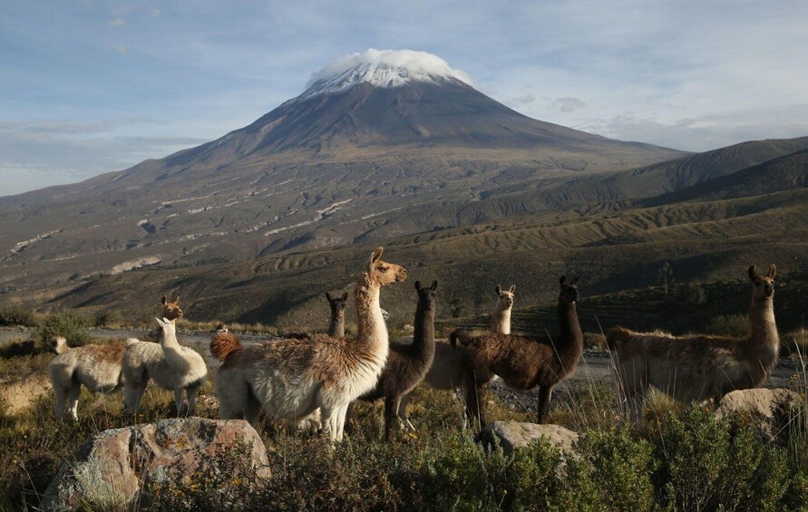 Picture 3 for Activity Excursión to Salinas and Yanaorco lagoons + Lojen hot spring