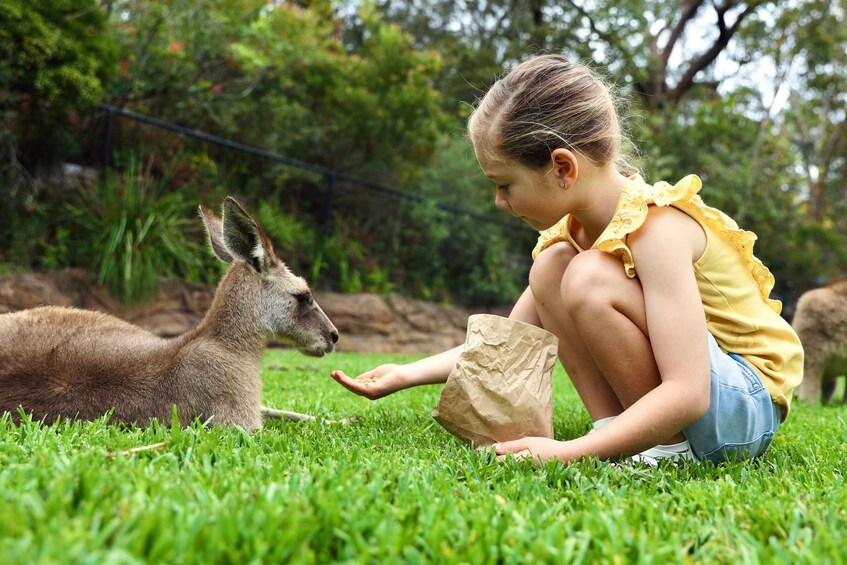 Picture 8 for Activity Somersby: Australian Reptile Park Day Pass - 9am to 5pm