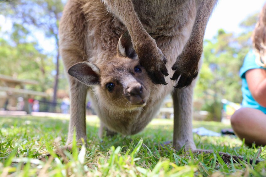 Picture 3 for Activity Somersby: Australian Reptile Park Day Pass - 9am to 5pm